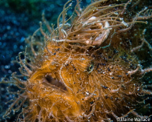 Hairy frog fish in Lembeh by Elaine Wallace 